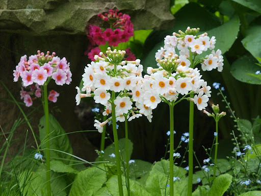 Primula japonica -японска примула (1563)